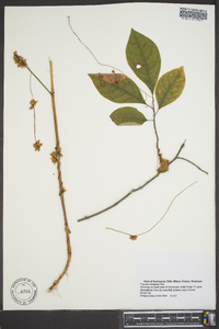 Cuscuta compacta image