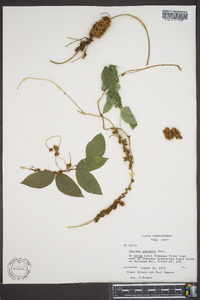 Cuscuta compacta image