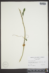 Cuscuta compacta image