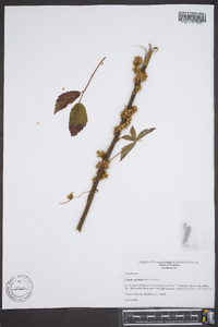 Cuscuta compacta image