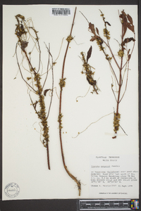 Cuscuta compacta image