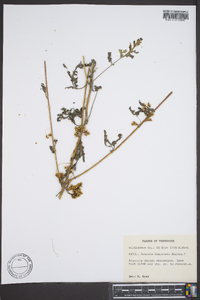 Cuscuta compacta image