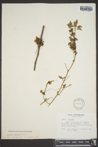 Cuscuta gronovii image