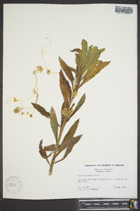 Cuscuta gronovii image