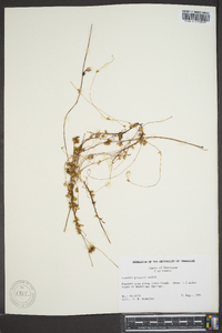 Cuscuta gronovii image