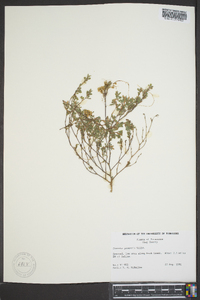 Cuscuta gronovii image