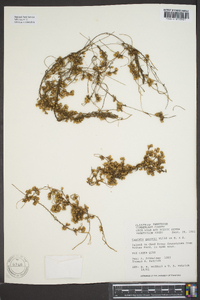 Cuscuta gronovii image