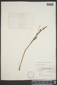 Cuscuta gronovii image