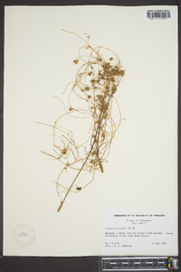 Cuscuta gronovii image