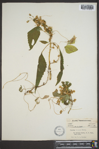 Cuscuta gronovii image