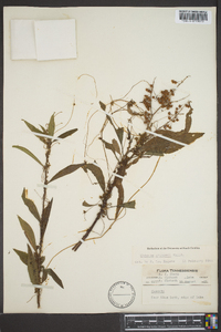 Cuscuta gronovii image