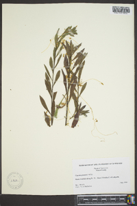 Cuscuta gronovii image