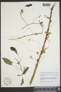 Cuscuta gronovii image