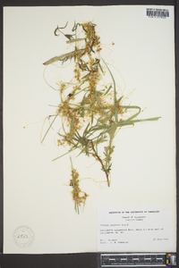 Cuscuta gronovii image