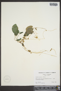 Cuscuta gronovii image