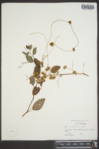 Cuscuta gronovii image