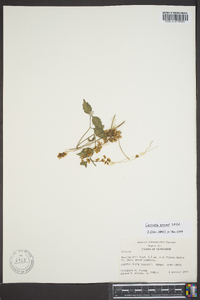 Cuscuta gronovii image