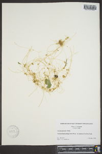 Cuscuta gronovii image