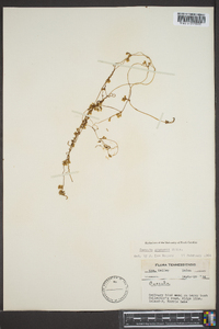 Cuscuta gronovii image