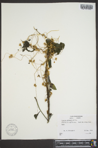 Cuscuta gronovii image