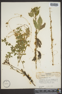 Cuscuta pentagona image