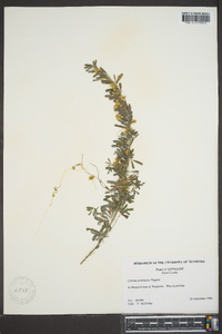 Cuscuta pentagona image