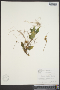 Cuscuta attenuata image