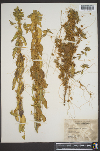 Cuscuta campestris image