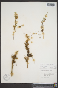 Cuscuta compacta image