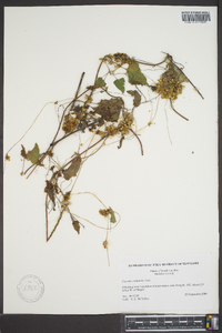 Cuscuta compacta image