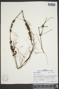 Cuscuta compacta image