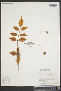 Cuscuta compacta image