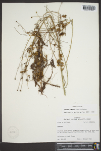 Cuscuta compacta image