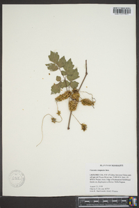 Cuscuta compacta image