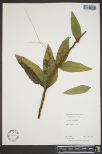 Cuscuta compacta image