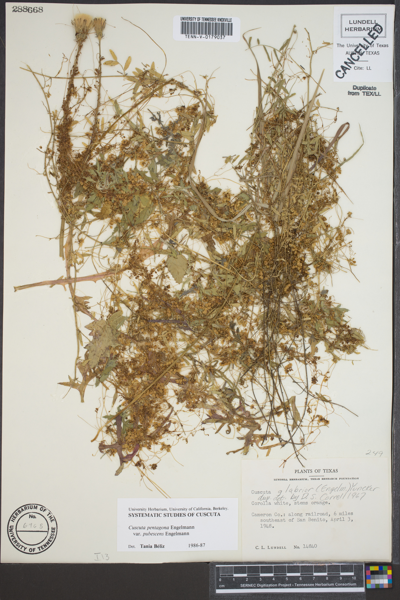 Cuscuta pentagona var. pubescens image