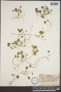 Dichondra carolinensis image