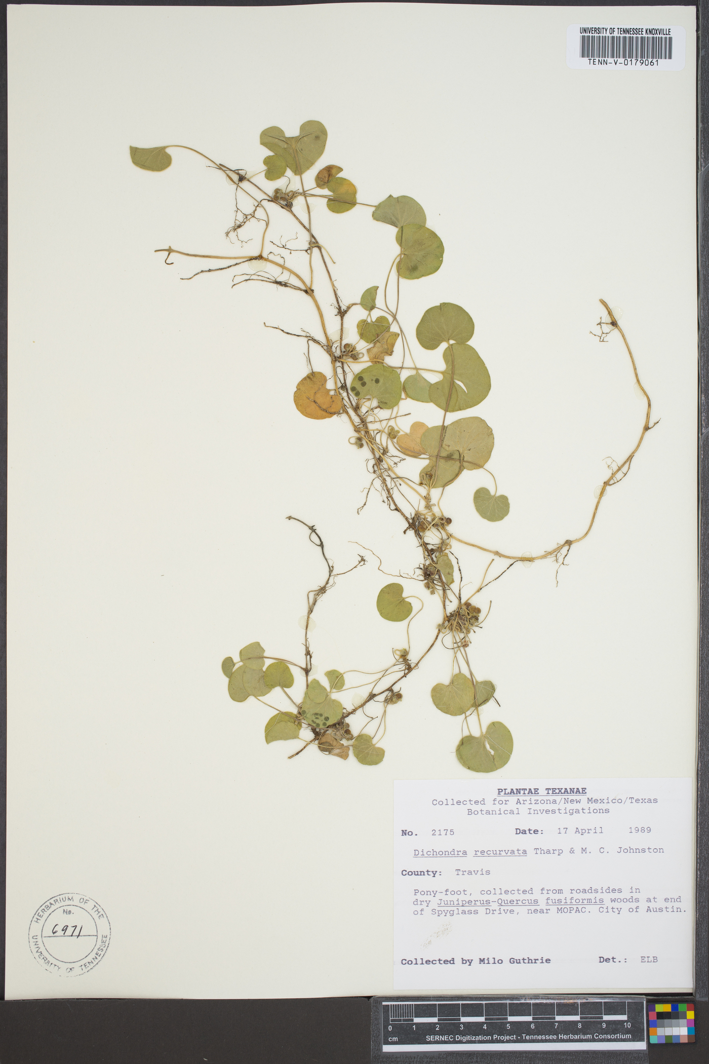 Dichondra recurvata image