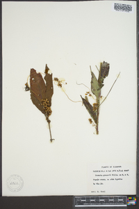 Cuscuta gronovii image