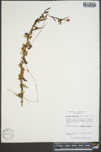 Cuscuta gronovii image