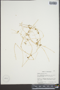 Cuscuta gronovii image