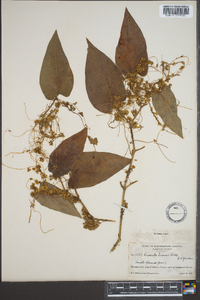 Cuscuta gronovii image