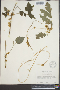 Cuscuta gronovii image