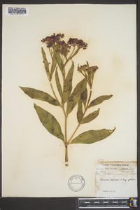 Asclepias incarnata subsp. pulchra image