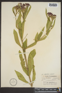 Asclepias incarnata subsp. pulchra image
