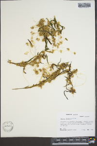 Cuscuta gronovii image