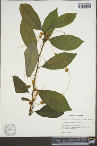 Cuscuta gronovii image