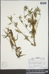 Cuscuta gronovii image