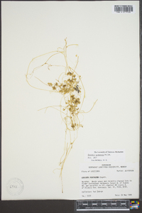 Cuscuta gronovii image