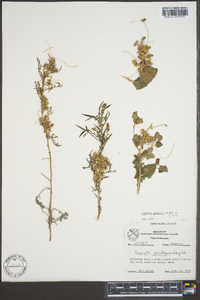 Cuscuta gronovii image